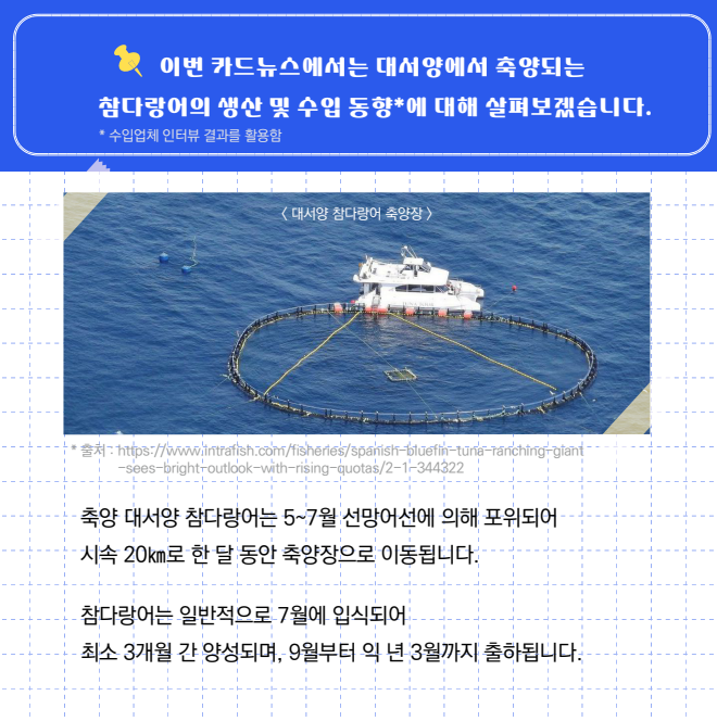 이번 카드뉴스에서는 대서양에서 축양되는 참다랑어의 생산 및 수입동향*에 대해 살펴보겠습니다. *수입업체 인터뷰 결과를 활용함 축양 대서양 참다랑어는 5~7월 선망어선에 의해 포위되어 시속 20km로 한 달 동안 축양장으로 이동됩니다. 참다랑어는 일반적으로 7월에 입식되어 최소 3개월 간 양성되며, 9월부터 익 년 3월까지 출하됩니다.