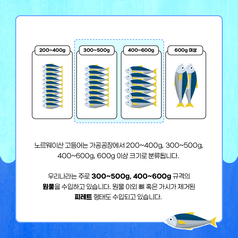 노르웨이산 고등어는 가공공장에서 200~400g, 300~500g, 400~600g, 600g 이상 크기로 분류됩니다. 우리나라는 주로 300~500g, 400~600g 규격의 원물을 수입하고 있습니다. 원물 이외 뼈 혹은 가시가 제거된 피레트 형태도 수입되고 있습니다.